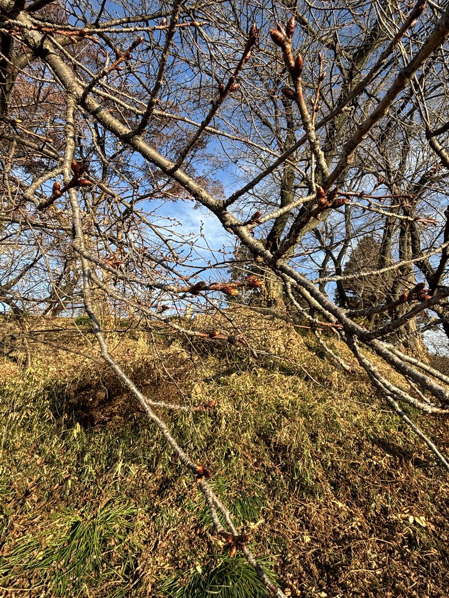 朝の散歩にて。
春を楽しみに待ちます♪