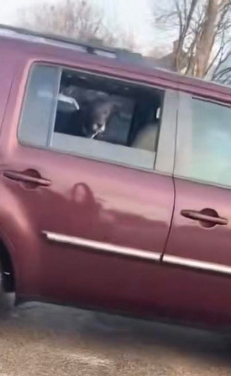 Is it wrong that I'm only worried if the dog was ok?