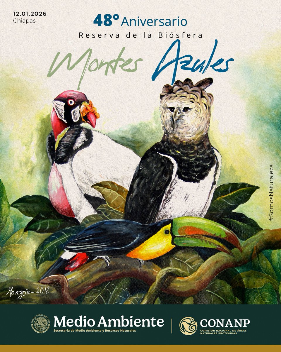 CONANP_mx's tweet photo. La RB #MontesAzules conserva una porción de la Selva Lacandona. 🌳
Se caracteriza por sus selvas húmedas formadas por árboles de gran altura y por ser refugio de especies como el jaguar, tapir, guacamaya roja y pecarí de labios blancos. 🐆🦜🐗
#SomosNaturaleza 🍃🌊🌳🌺 https://t.co/Ae61omz8wX
