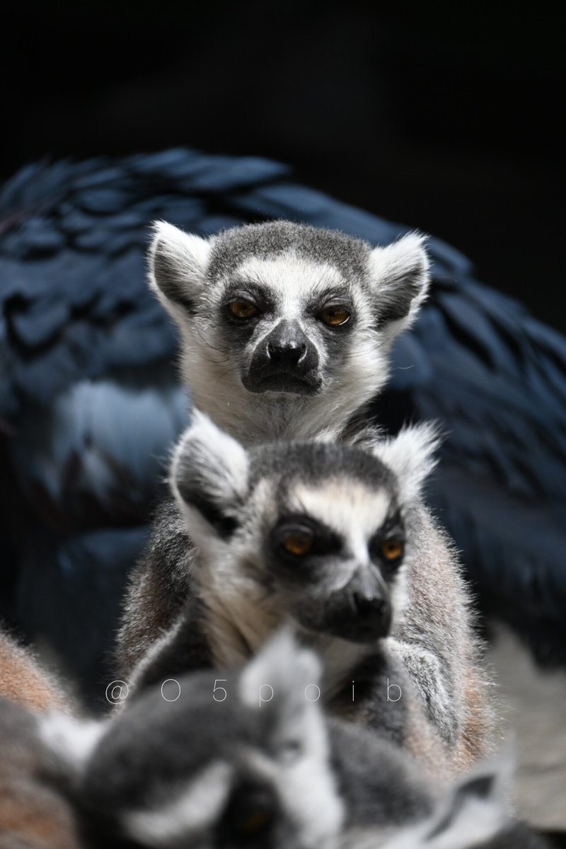 #TLにワオキツネザルのドアップ画像をあげて人々を幸せにしよう計画