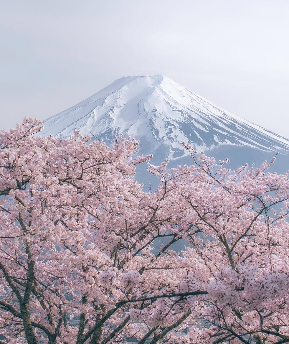 wikula10's tweet image. 新しい本買ったけどまだ読んでない 👼