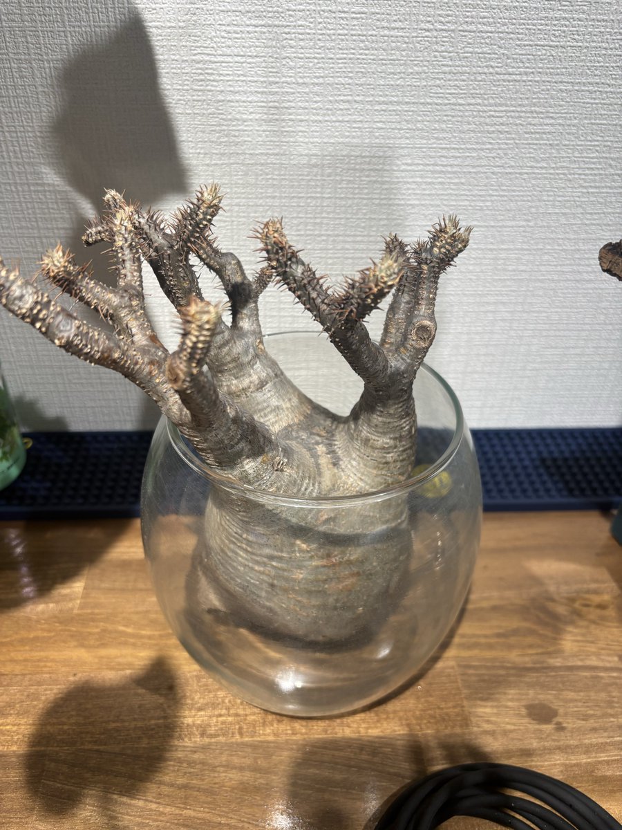 evisuke0's tweet image. さーどうやって発根管理しましょか☹️