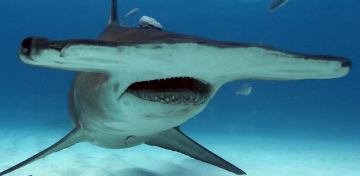 FatRatCowboy's tweet image. Carson Beck watching Indiana