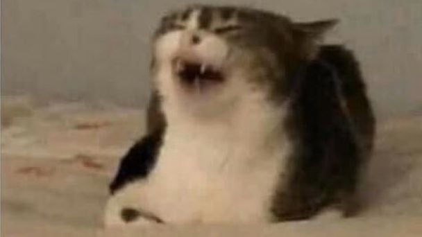 El objetivo de Quackity era jugar minecraft con RealKatieB o que laa cancelaran? Jajajajjajajjaja /joke btw yo me estoy riendo mucho