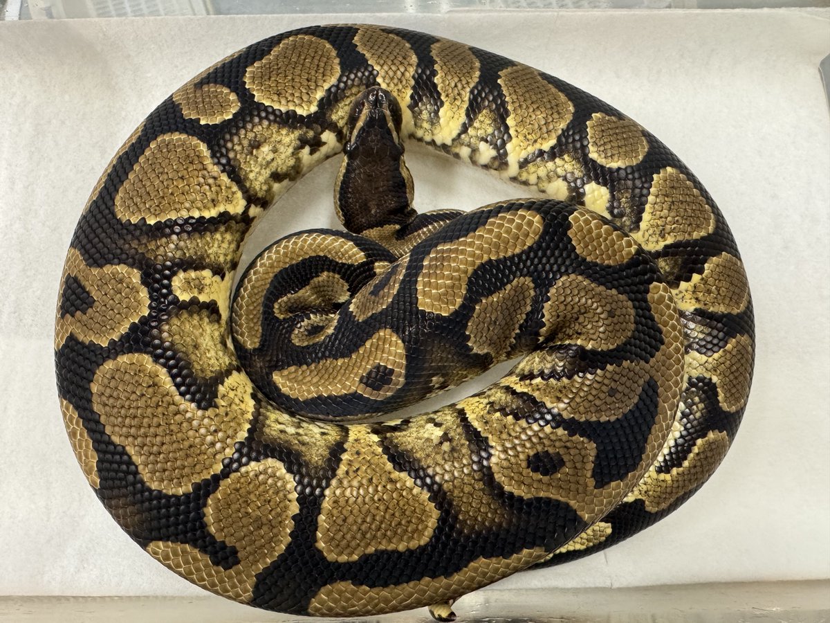 ボールパイソン グラベル66%poss hetデザートゴースト 約650g ♂ 15000