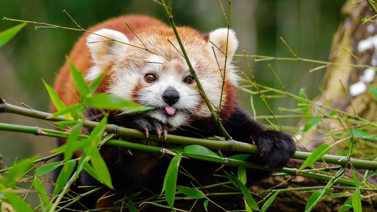 Red Panda Every Hour! (@redpandaeveryhr) on Twitter photo 