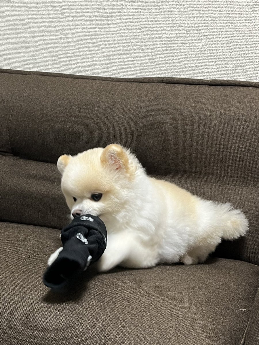 ぽんすけ大先生 (@yuyuyuyumee) / Highlights / X