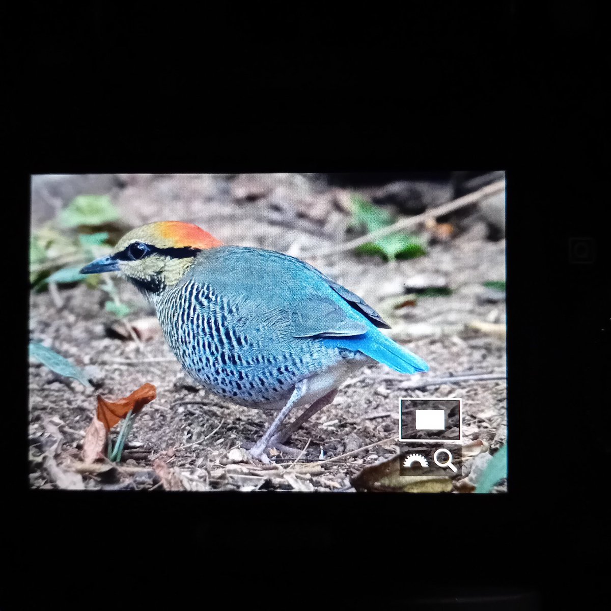 sean clancy tweet media