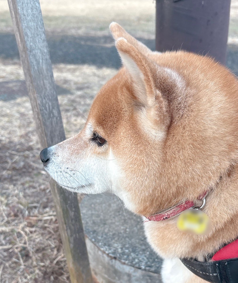 柴犬むぎ (@shiba_inu_mugi) / Posts / X
