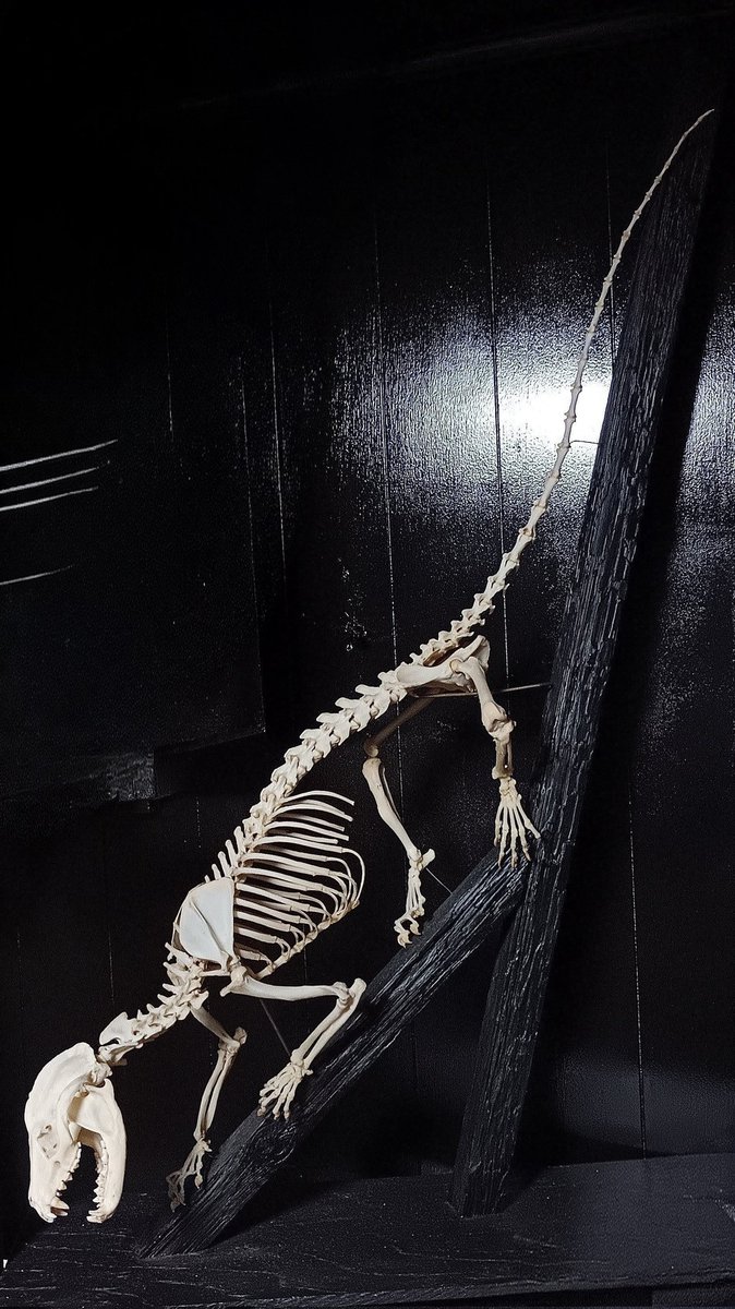 ハクビシンに近縁な、 パームシベット Paradoxurus hermaphroditus の