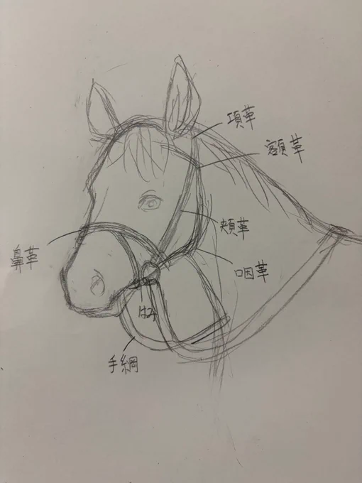 こんなふうに名前があるのね。(模写) これを総称して"頭絡"と言うらしいです。 なんでも勉強になるね。
