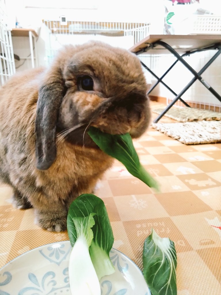 今日はチンゲン菜🥬