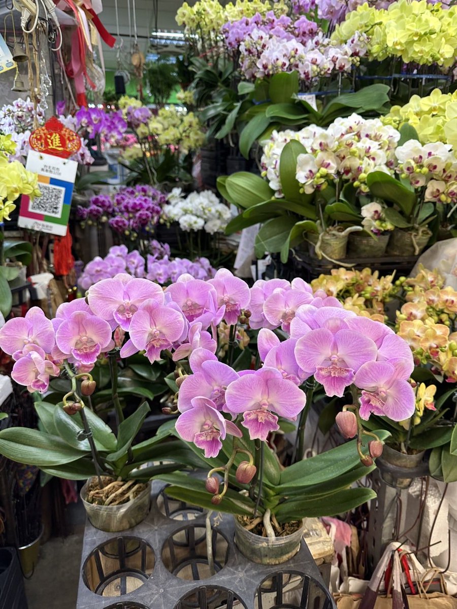 今週もいろいろな胡蝶蘭入荷しております‼️

新品種もどんどん出てきておりますが、過年のギフトで胡蝶蘭を贈る方が多いので、特別な品種をご希望の方、大量注文の方はお早めにご予約お願いいたします🙇