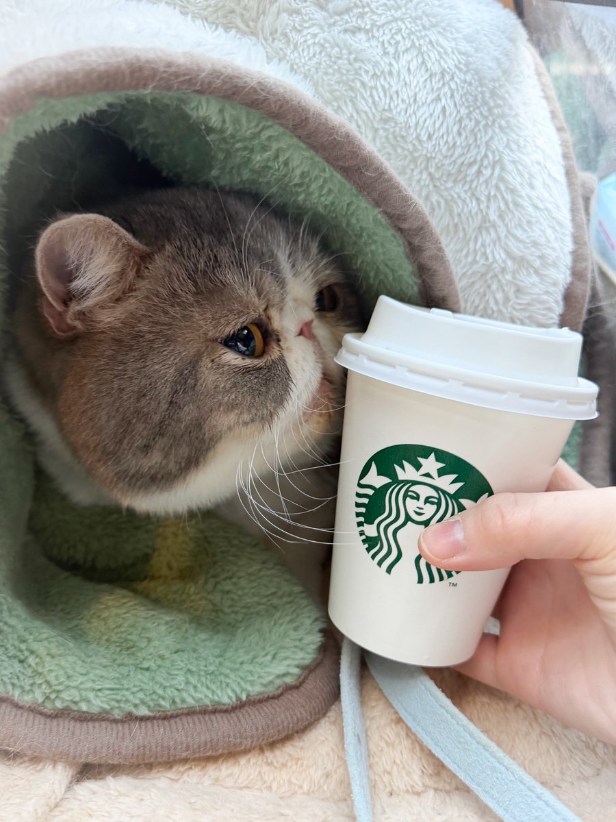 久しぶりに東京に行って、
スタバデビューしたポセイドン。

 #エキゾチックショートヘア  #猫  #猫のいる暮らし