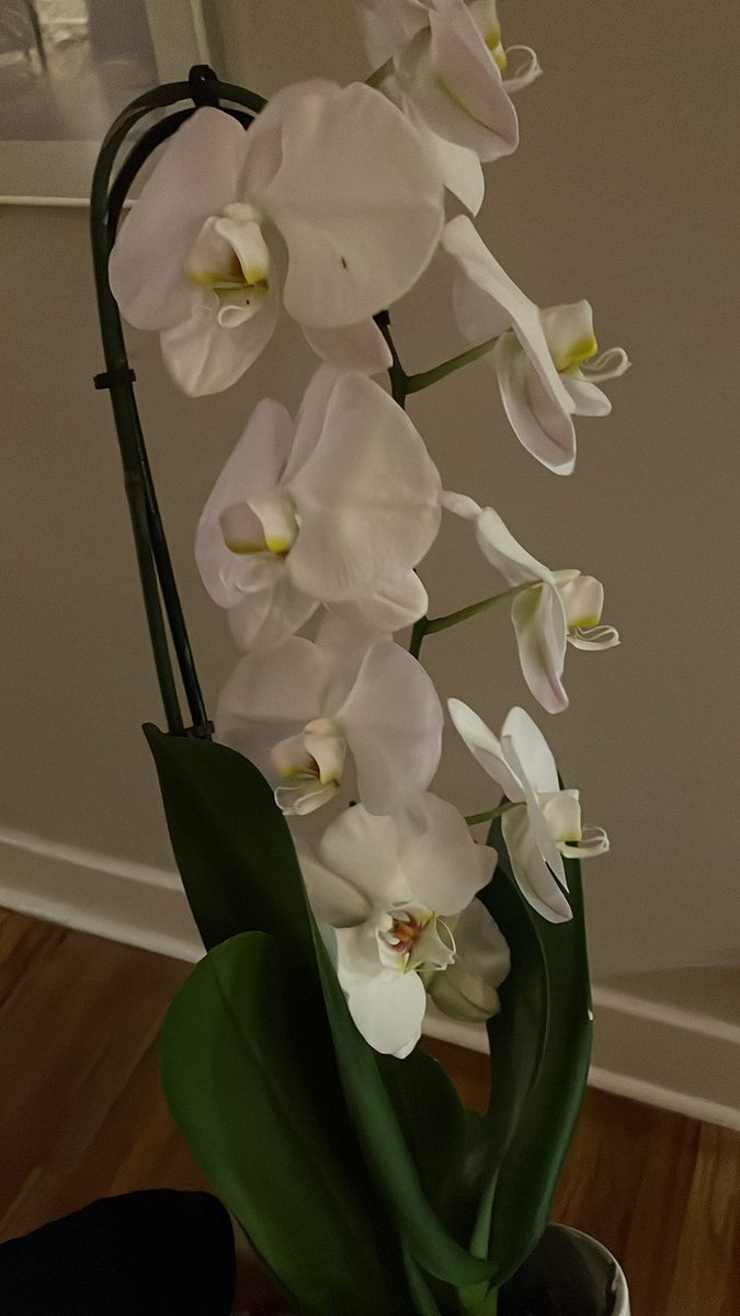 Can’t believe how well she’s doing. Just opened a new flower. I have her right next to the gas range which can’t be right, but she’s doing so well I’m scared to move her