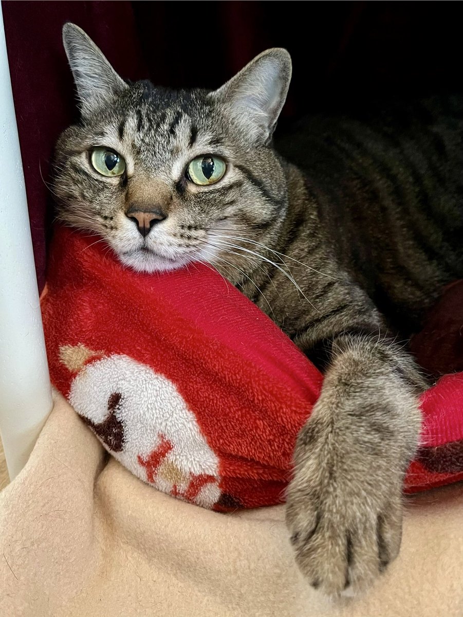 ただの猫好き (@chitakohaku) / Posts / X