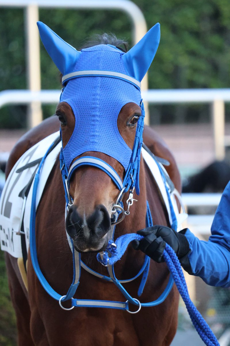 Yoocof's tweet photo. 中山競馬場4R新馬戦🔰
頑張れニューハイ😊🩷
怪我なく無事に☺︎
#ニューハイ 
#ナカヤマフェスタ産駒 https://t.co/OxmITBr0QY