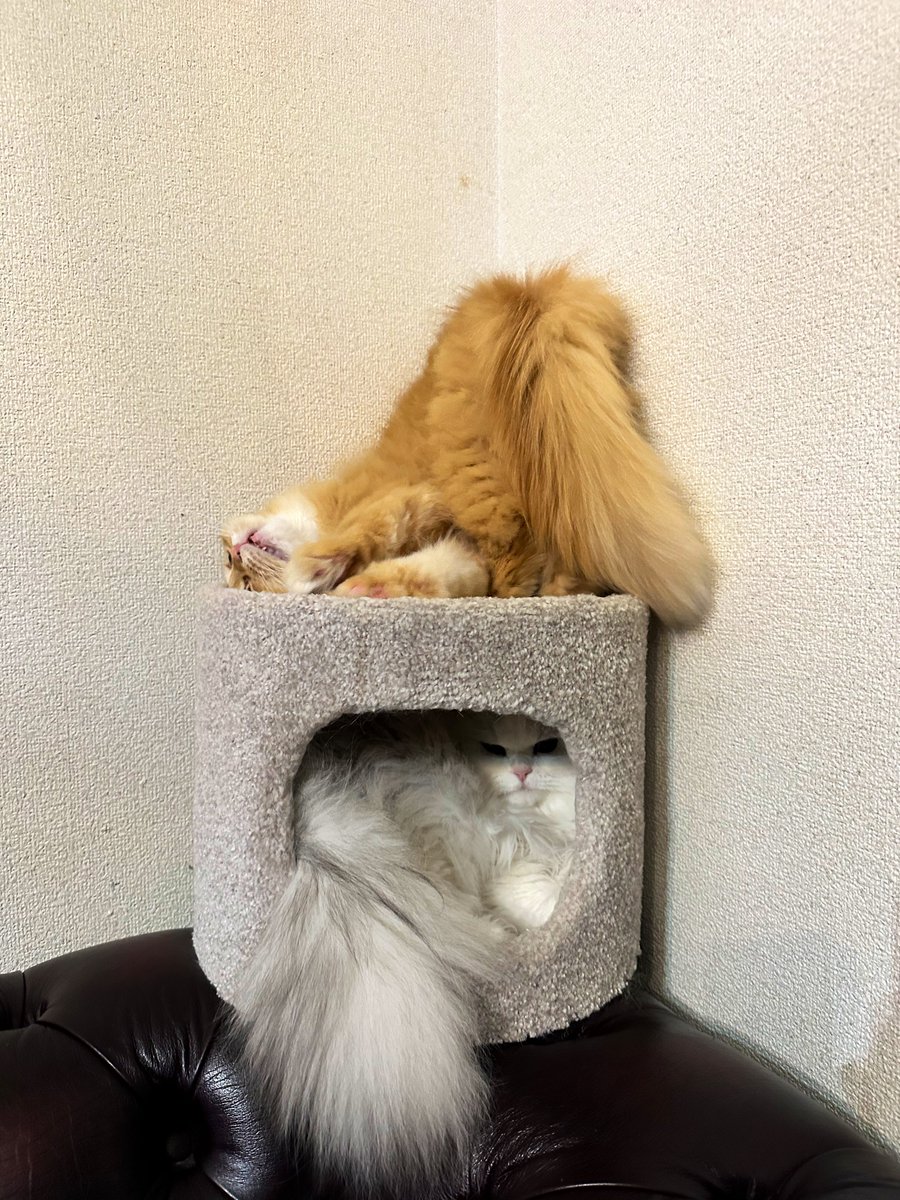 👶らんらん👶 (@ranran0331) / Posts / X