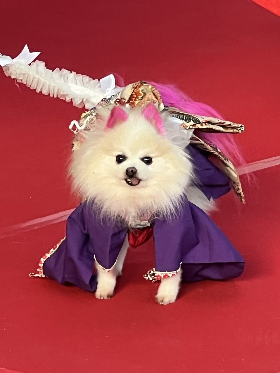 ILOVE_Chocokun's tweet photo. 間に合って会えた🥰
めっちゃ可愛い😍
#新春ドック２０２６ https://t.co/Ra1TJQWEZo