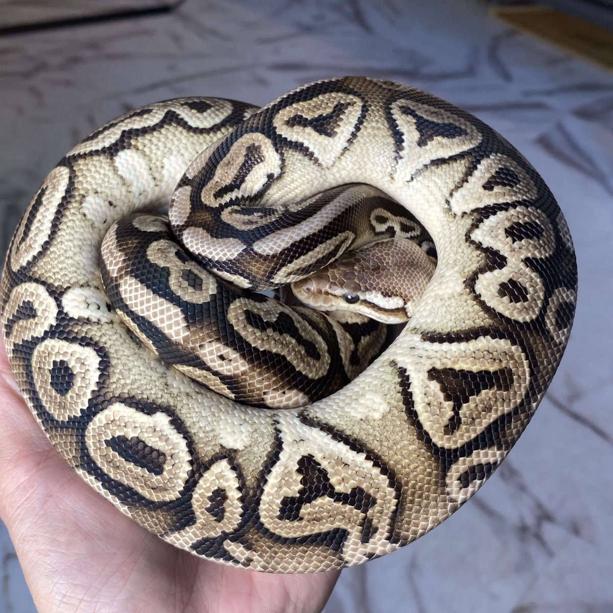 shelter 🦎【ペットショップ】🦊4/19 WAF！群馬🐒 tweet media