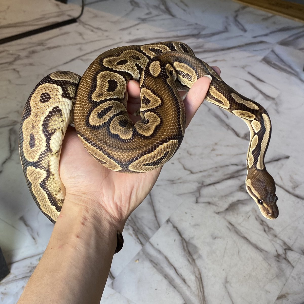 shelter 🦎【ペットショップ】🦊4/19 WAF！群馬🐒 tweet media