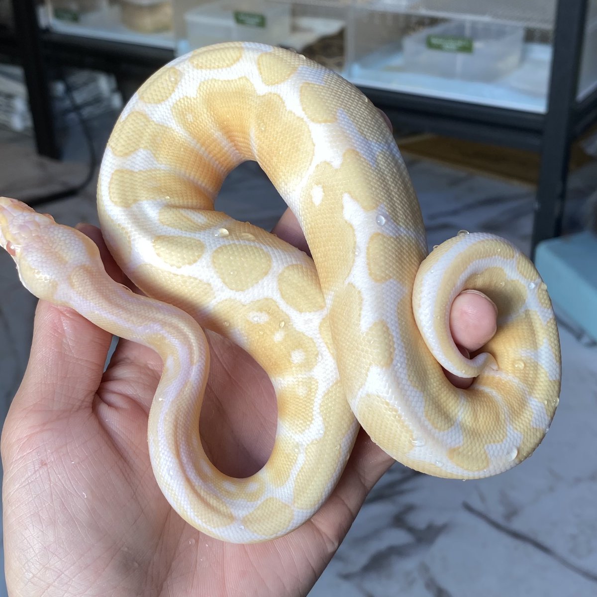 shelter 🦎【ペットショップ】🦊4/19 WAF！群馬🐒 tweet media