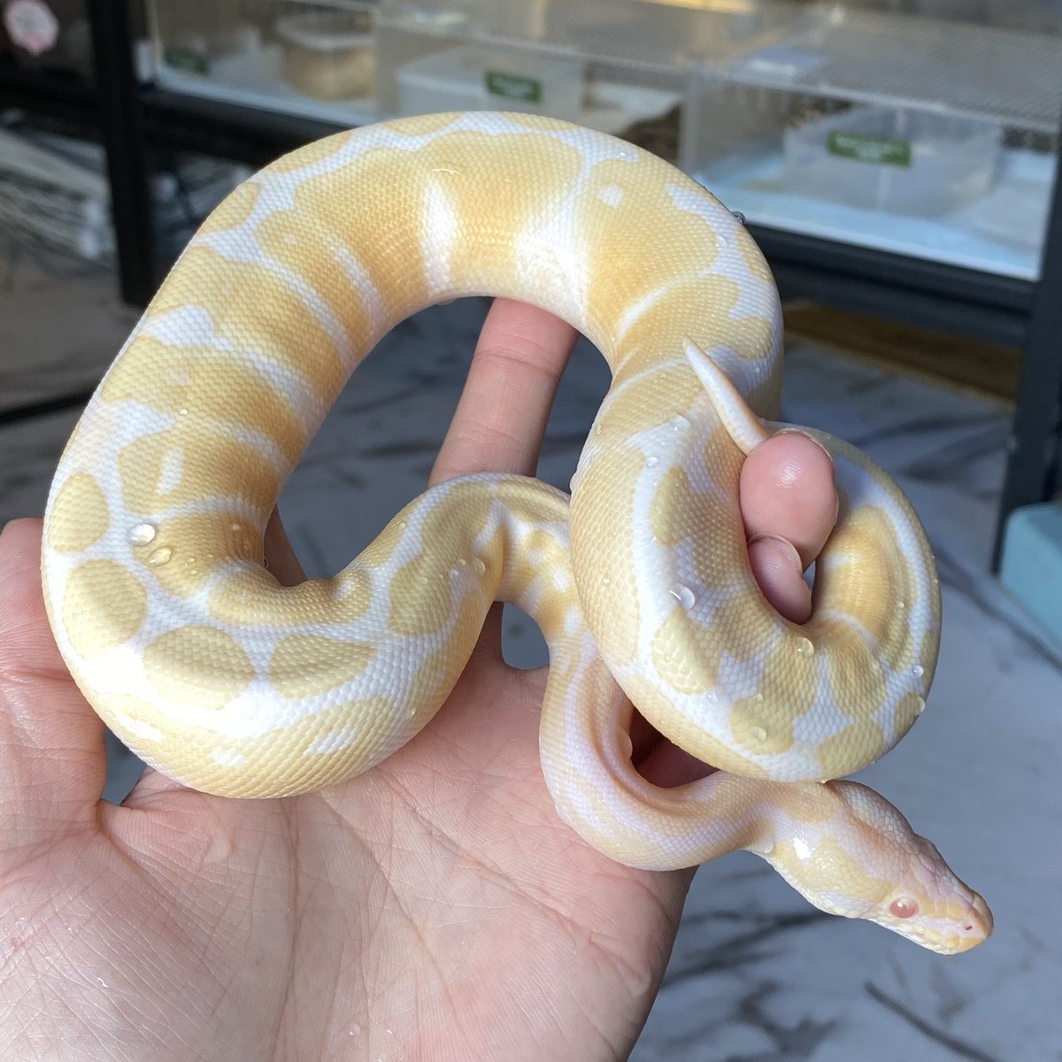 shelter 🦎【ペットショップ】🦊4/19 WAF！群馬🐒 tweet media