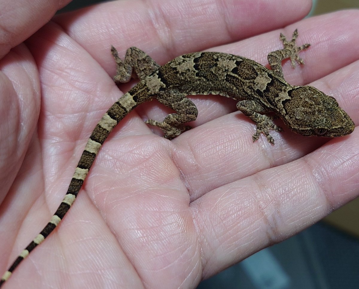 雄2雌1かと思ったけど雄1雌2ですね。