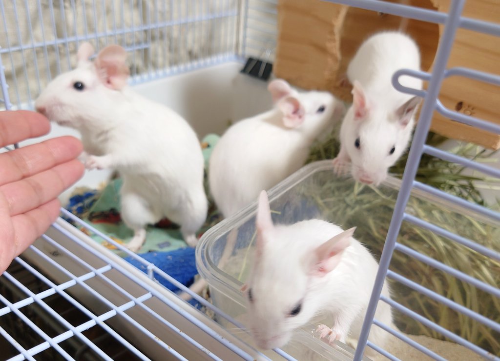 おはようございます☀
本日の営業は14時19時となります。
ホワイトデグー＆サンドデグー4兄弟は本日より店頭におります。左耳黒の子はぶっちゃけ売りたくないから残すかも……。
#デグー