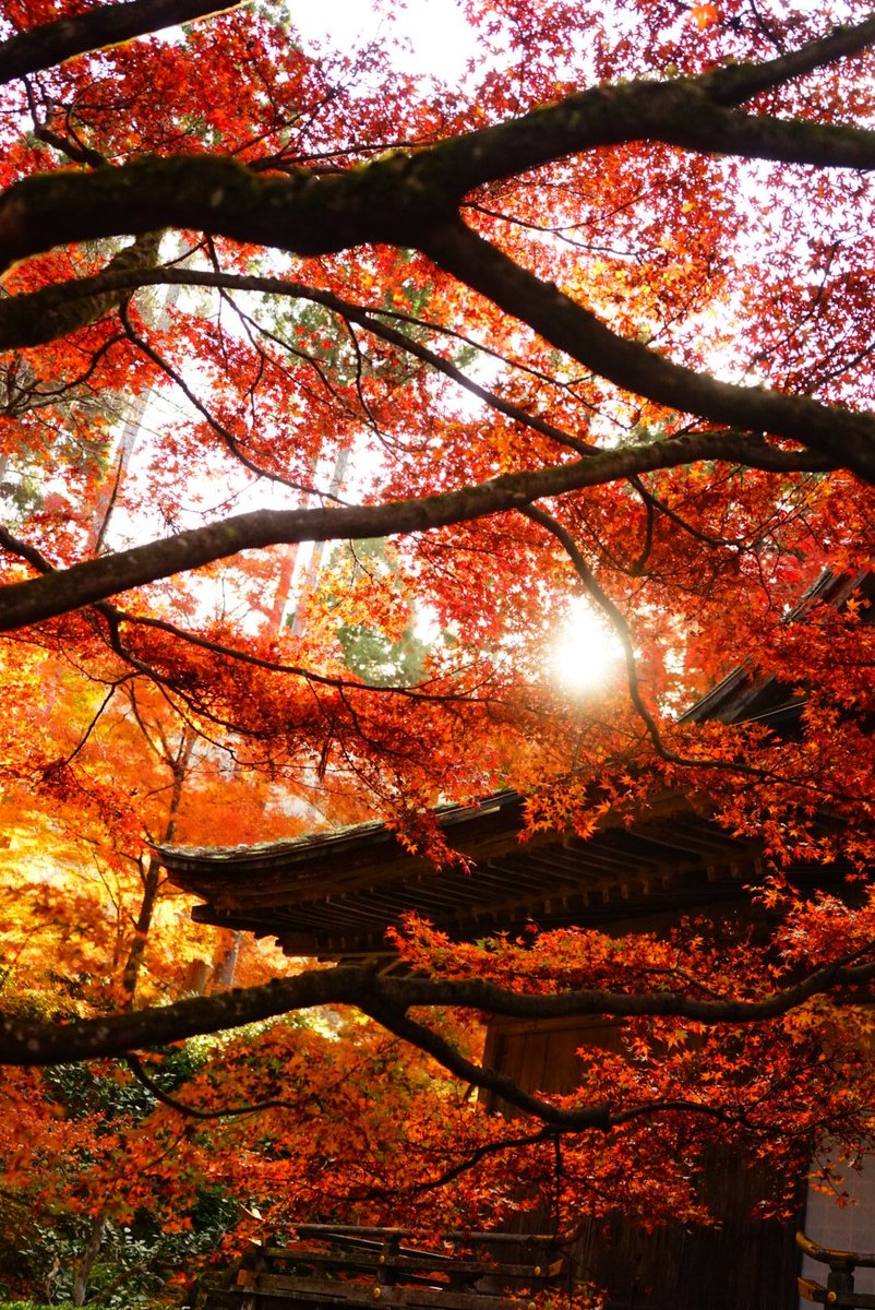 まこと (@yamakoto01) / Posts / X