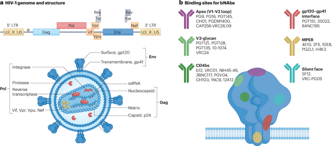 natrevbioeng's tweet photo. mRNA technology for the prevention and treatment of HIV-1 infection https://t.co/9XfYZm3iMG https://t.co/zmus1xICuh
