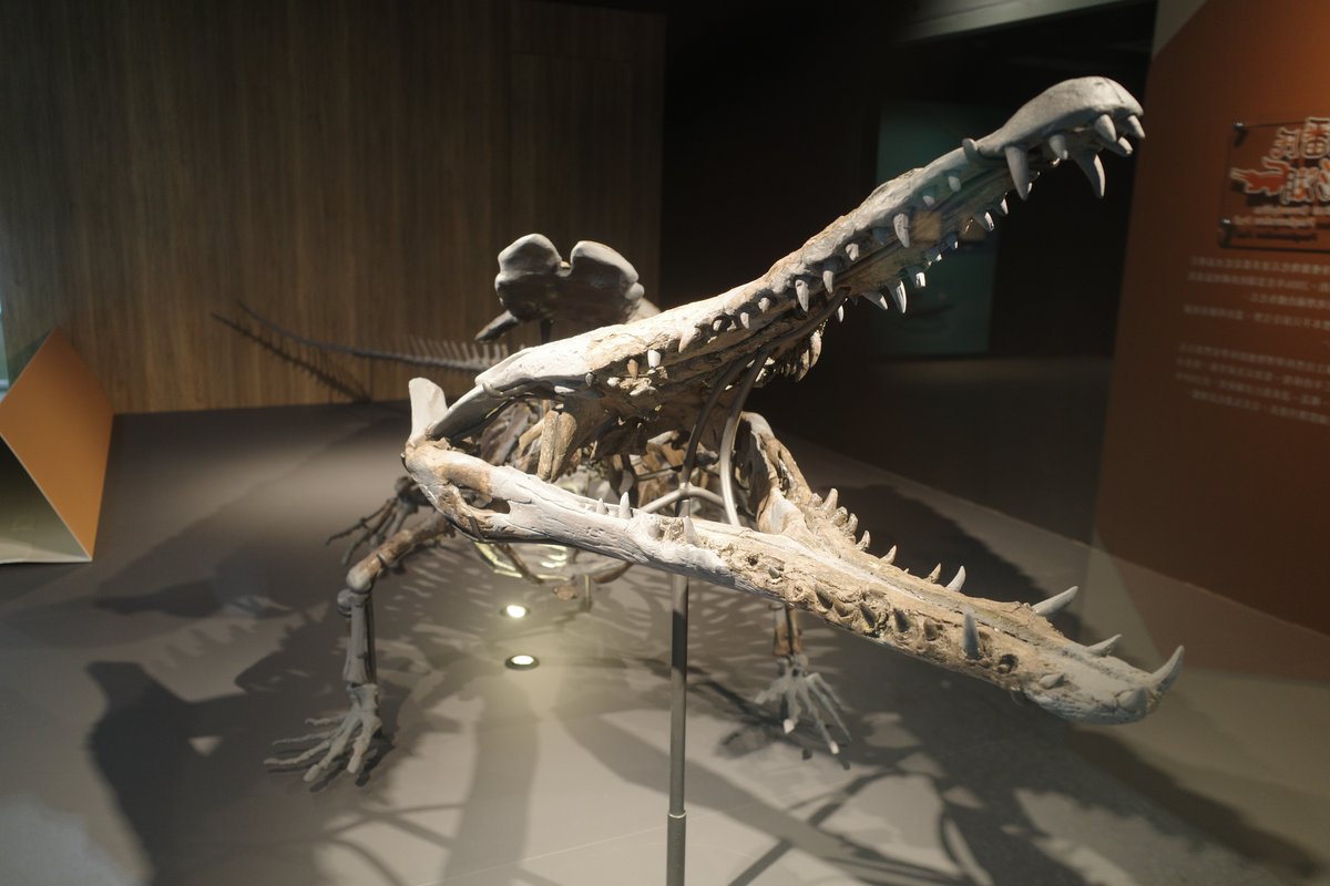 ニッポニテス (@Nipponites_) / Posts / X