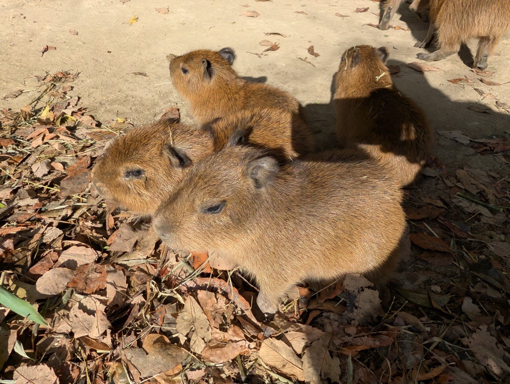 けろけろ (@capyanimal) / Posts / X