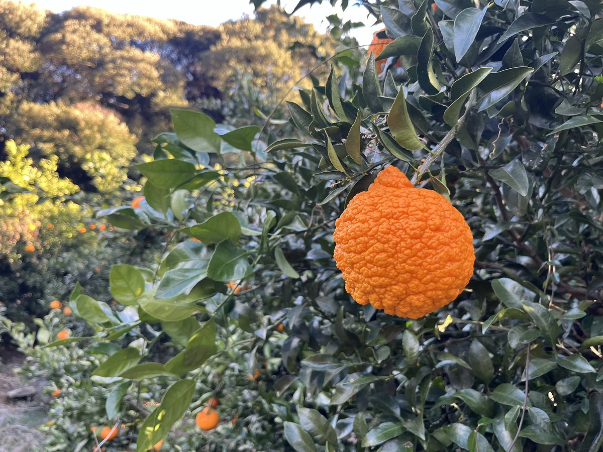 절벽아래 한라봉 과수원