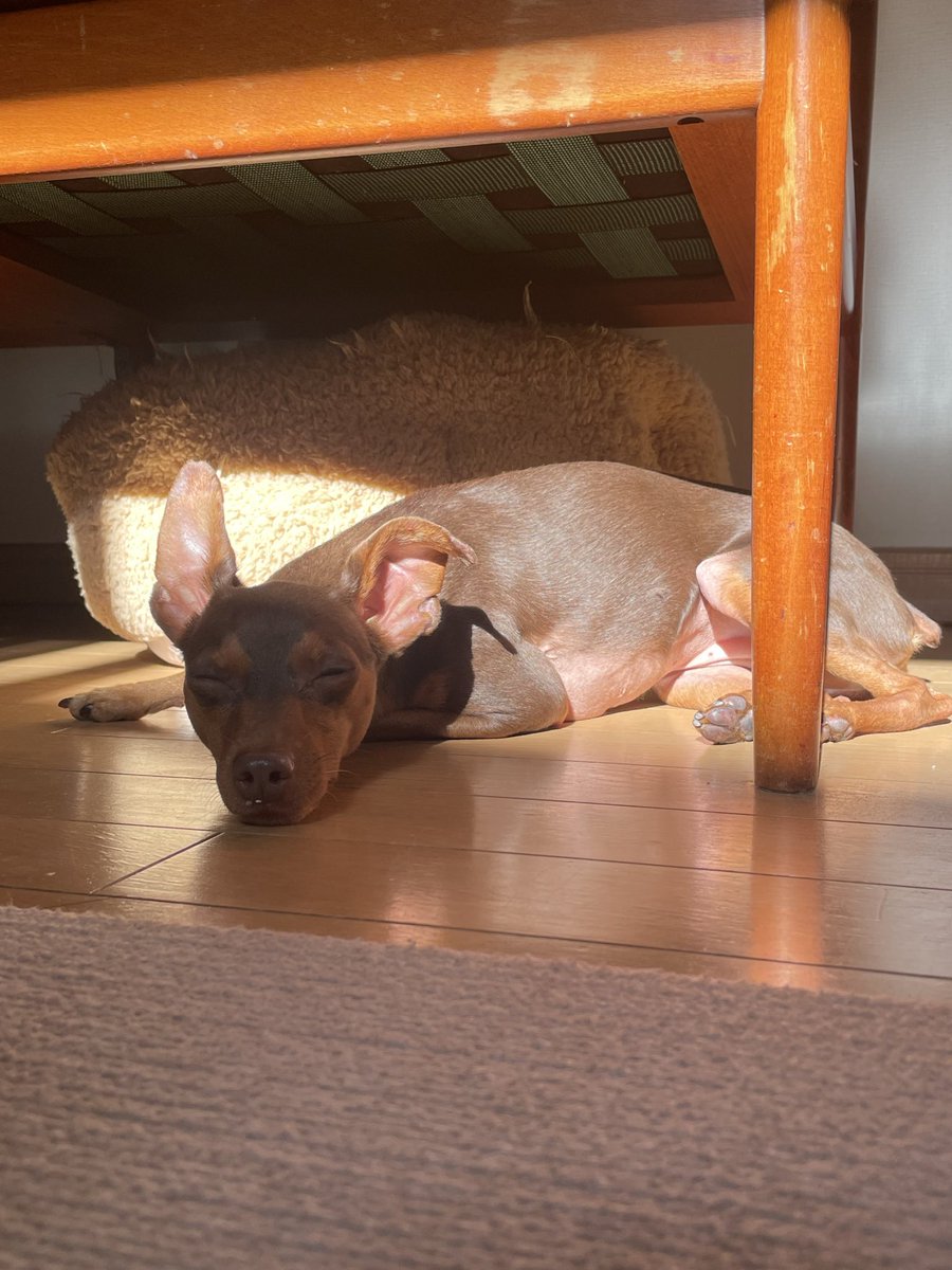 minipinlin's tweet photo. 冬の貴重なお日様を無駄にはしません、全身全霊で充電しますよ。床暖も付いててぬくぬくサンドイッチ状態でたまらん https://t.co/RfZHUeXwXl