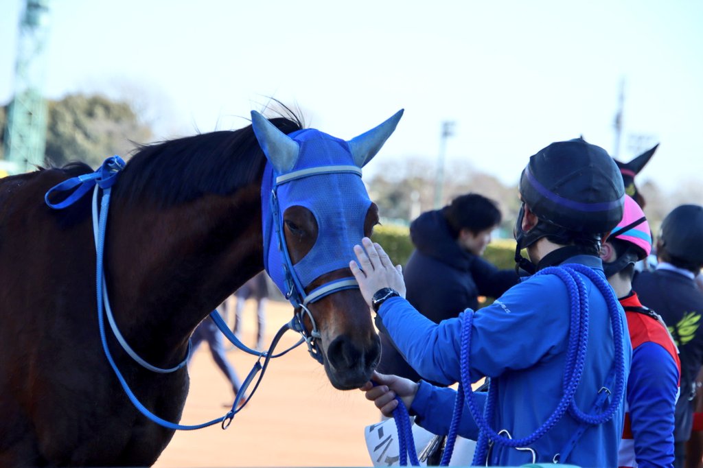 yuu_ka5963's tweet photo. 中山4R　メイクデビュー中山
ニューハイ
ゴールして帰ってきたニューハイを担当さんと遠藤騎手が「頑張ったね〜😀」っていーっぱい褒めていました。
『デビューできる』のは当たり前じゃない。
『無事にゴールできる』のは当たり前じゃない。
だから出走して無事に帰ってきたみんな偉い！凄い！！ https://t.co/hUedfaAsp5