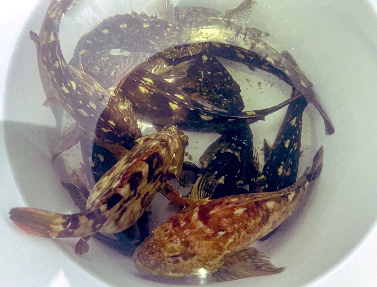 multi_angler's tweet photo. 昨晩は仕事帰りにボートロック(˘ω˘) https://t.co/32niIbOt8x