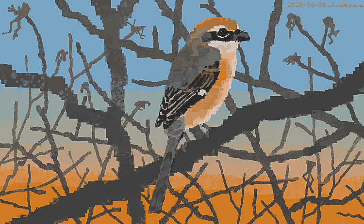 J_KMOR's tweet image. モズ（withはやにえ）、イソシギ、コサギ、スズメ