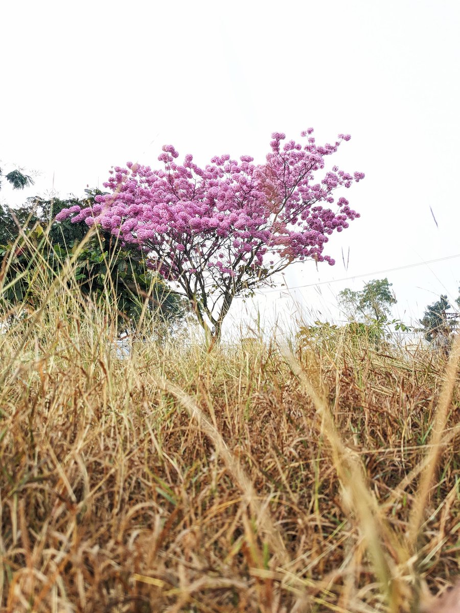 the avinasha tweet media