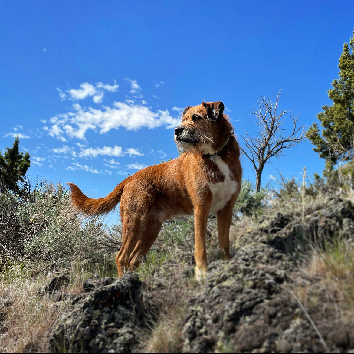 EbodyLovesStout's tweet photo. Hell’s Half Acre Trail at a rest stop in Idaho.  I-15S.  

Instagram: https://t.co/DxIOTsEubz 

#hike #hiking #hikingwithdogs #idaho #EverybodyLovesStout #stout #dog #doglovers https://t.co/YuCZumuqkg