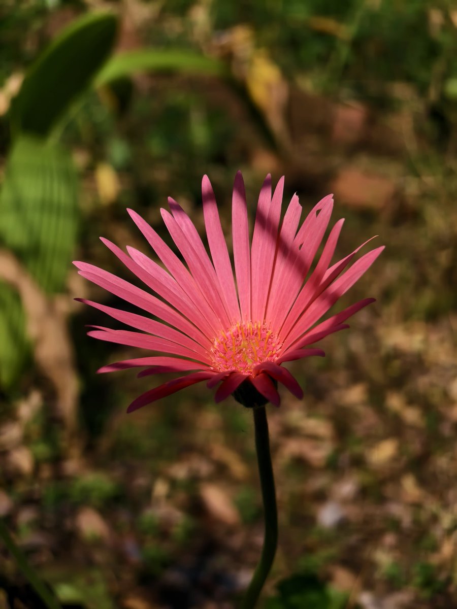 Paritosh_33's tweet photo. Good morning...
#Saturday
#T4Ultra https://t.co/4c2KvZ0A9W