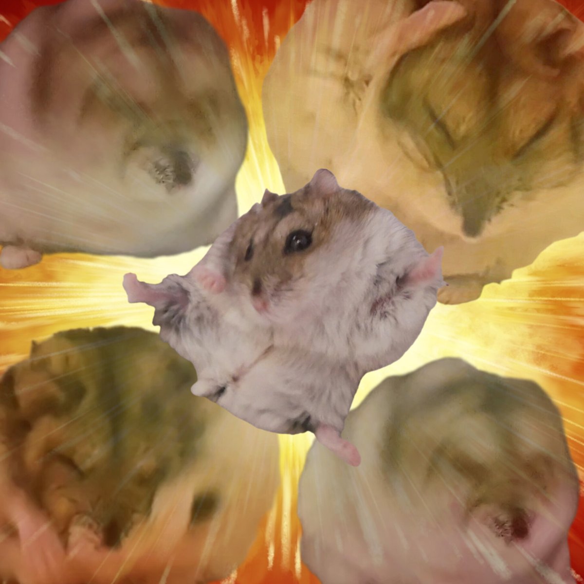 はむごっど (@ham_love50634) on Twitter photo 