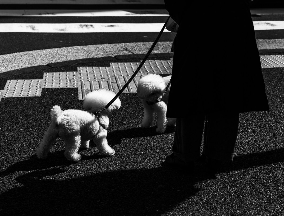 atarashi111's tweet photo. dogs https://t.co/lBn7XoDB7I