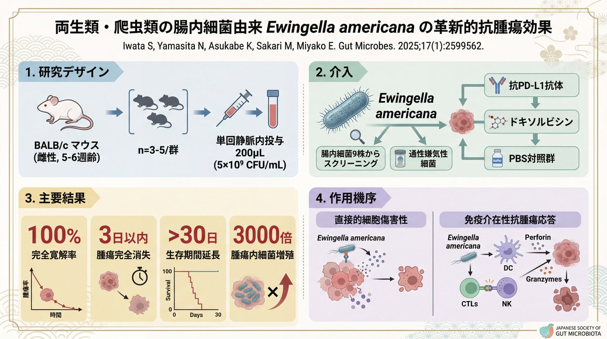 EARL_med_tw's tweet photo. 【がんに細菌投与で完全寛解】

両生類および爬虫類の腸内細菌叢から分離したEwingella americanaは直接的な細胞傷害性と宿主免疫系の活性化という二重作用機序の抗腫瘍効果により，単回静脈内投与で完全寛解（CR）率100%を達成．包括的な安全性評価では治療有効用量において毒性は最小限であった． https://t.co/IKHsFm6paq