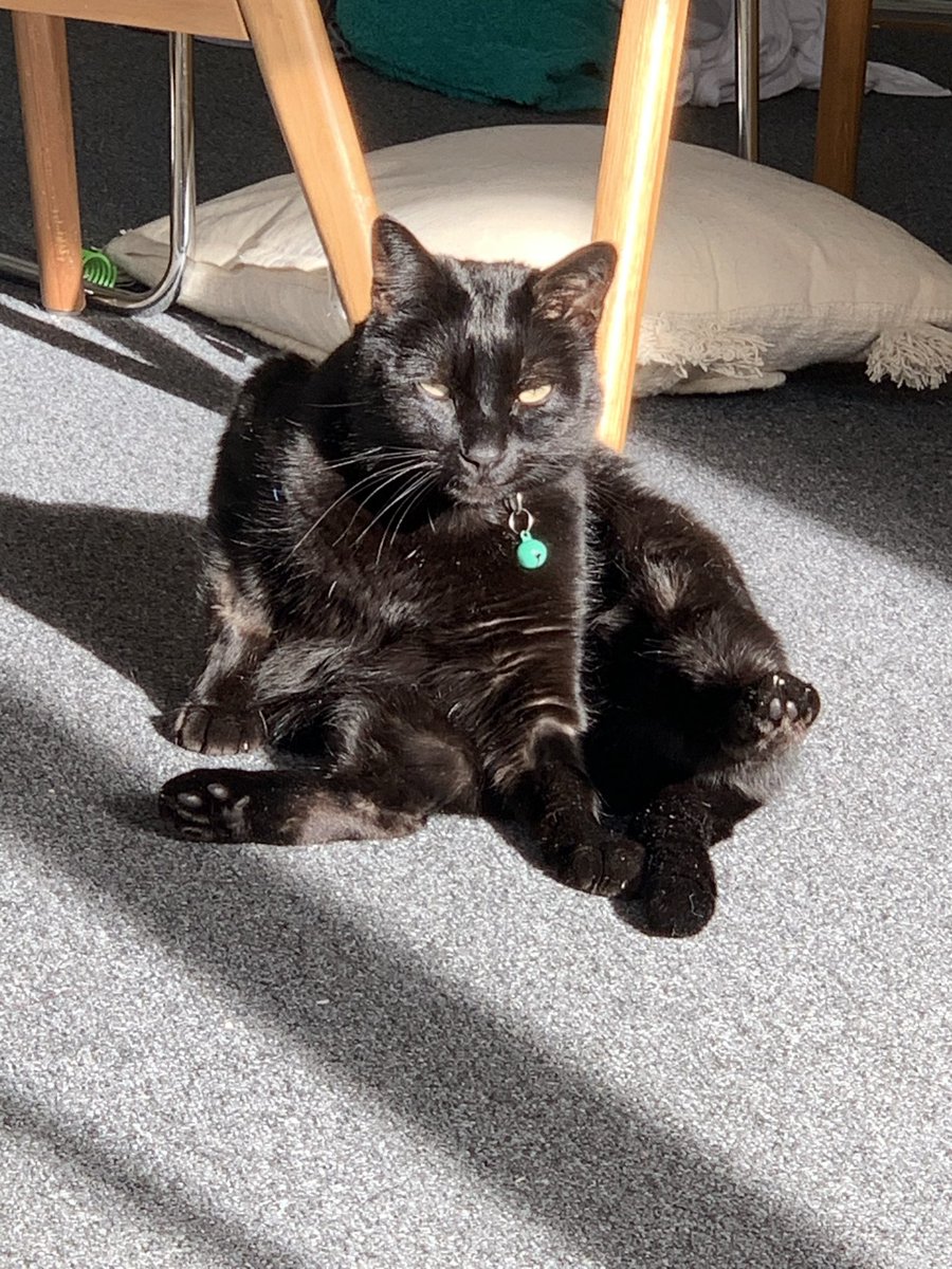 lalatas's tweet photo. @rickygervais Hobart, Tasmania. With my 🐈‍⬛ Yo-yo. He wasn’t all that impressed. 🫤 https://t.co/89Z86FqeaQ