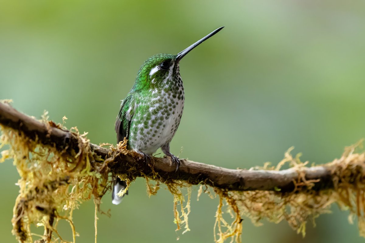 mitoGFP's tweet photo. Female and male Purple-bibbed white tip @Ecuador #birdseenin2025 #birds #birdphotography #hummingbird #birdsofecuador #Ecuador #sonyA1 #birdsoftwitter https://t.co/ye8MBIl79P