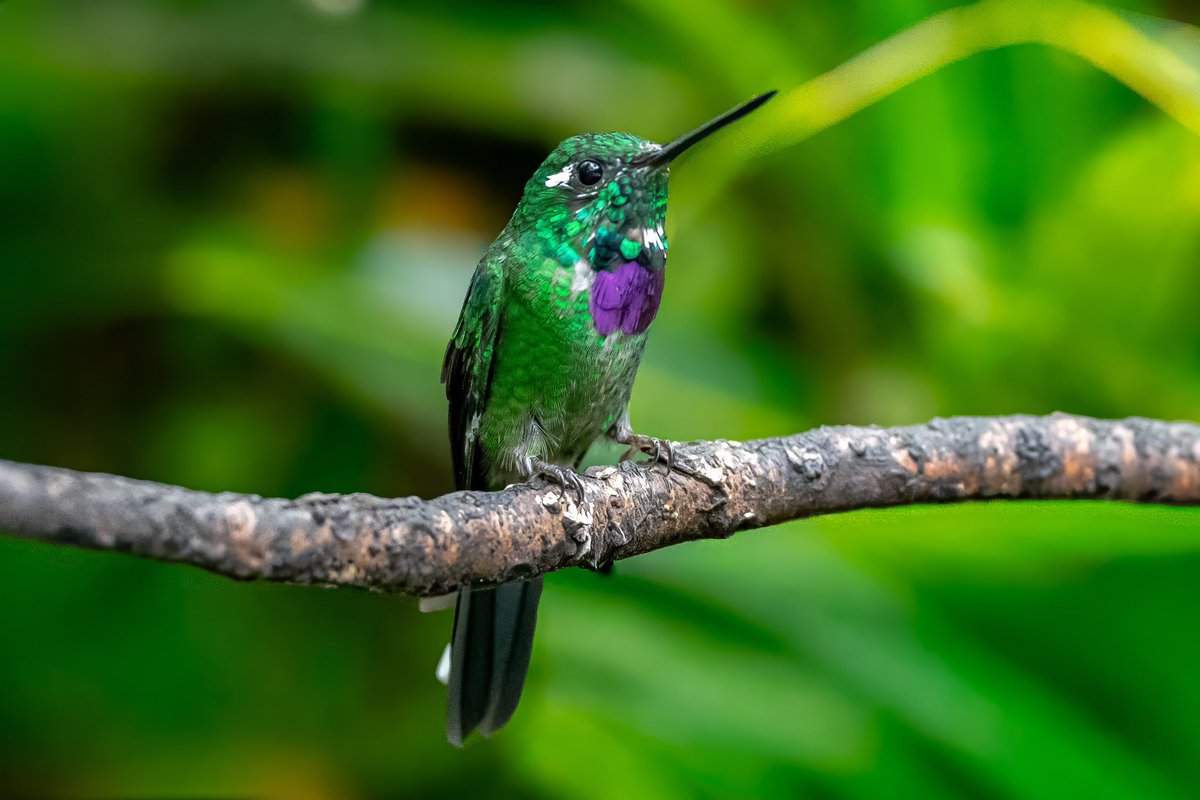 mitoGFP's tweet photo. Female and male Purple-bibbed white tip @Ecuador #birdseenin2025 #birds #birdphotography #hummingbird #birdsofecuador #Ecuador #sonyA1 #birdsoftwitter https://t.co/ye8MBIl79P
