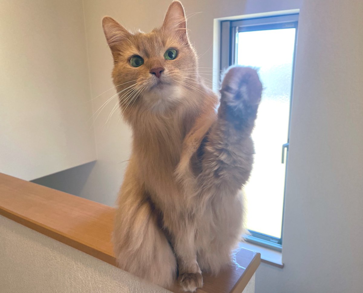ototo013's tweet photo. おと8歳のお誕生日🐾
見たあなたに幸運の招きねこ  ^•ω•^ฅ💫 https://t.co/EDKYeIvwlB