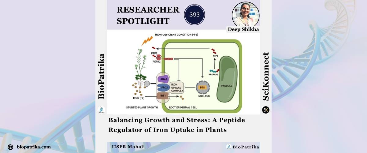 biopatrika's tweet photo. #researcherspotlight @Deep_Shikha_DS , PhD with Dr. Santosh B Satbhai’s @santosh7bhai lab @sbslab_IISERM at @IiserMohali talks about her work on "Balancing Growth and Stress: A Peptide Regulator of Iron Uptake in Plants" @NewPhyt #plants https://t.co/Q2wbSySyae via @biopatrika https://t.co/YVY8v9YpQ9