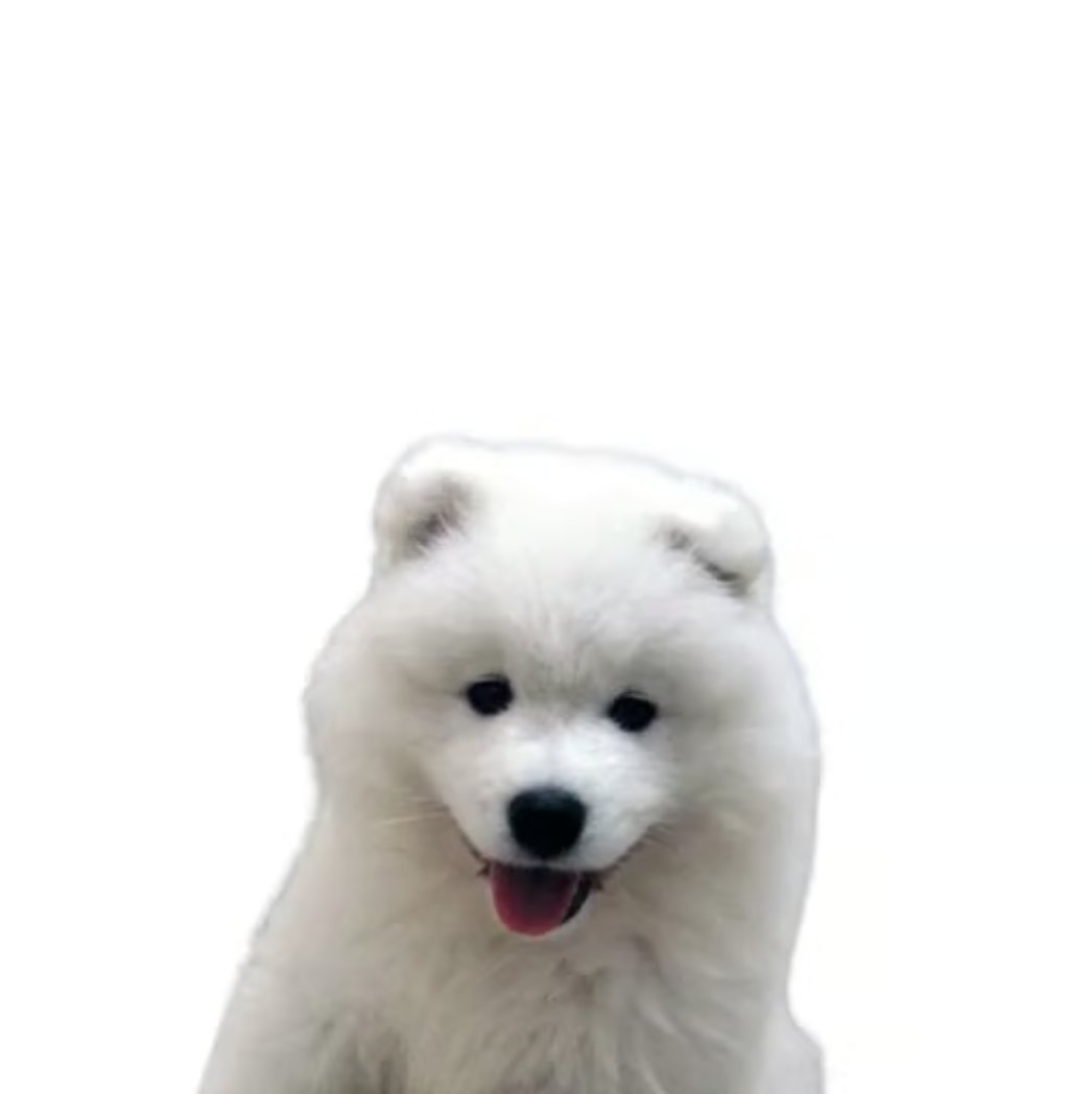 JellyfishhSol's tweet photo. The white meta needs an animal mascot.. https://t.co/OcTFhIpPb0